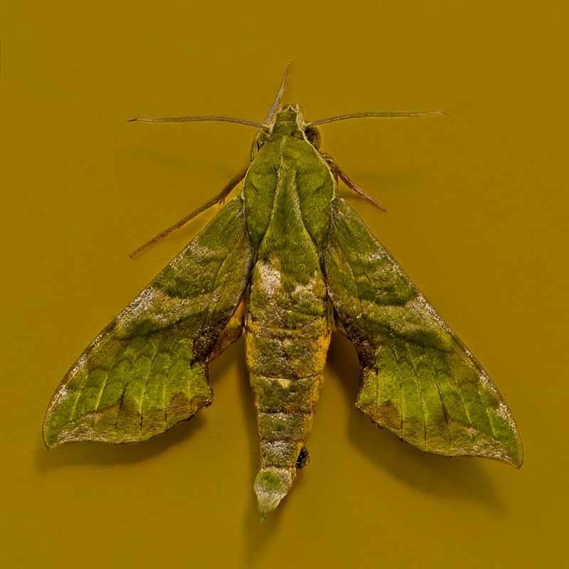 Pluto Sphinx Moth