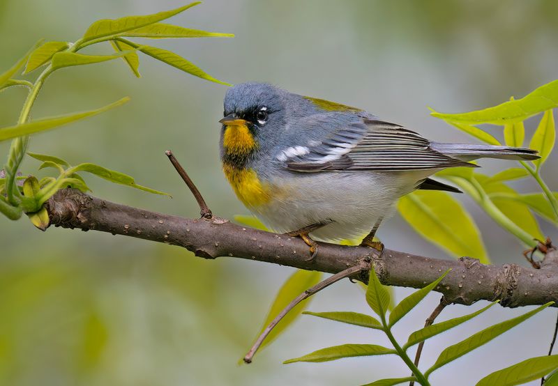 Northern Parula
