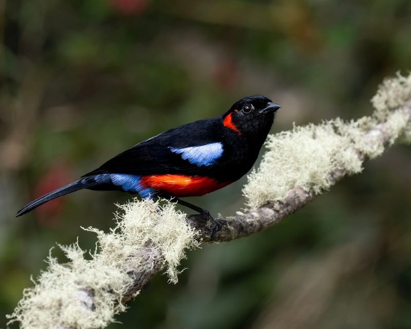 Scarlet-bellied Mountain Tanager 