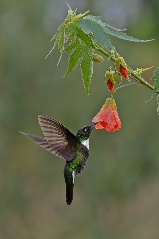Collared Inca