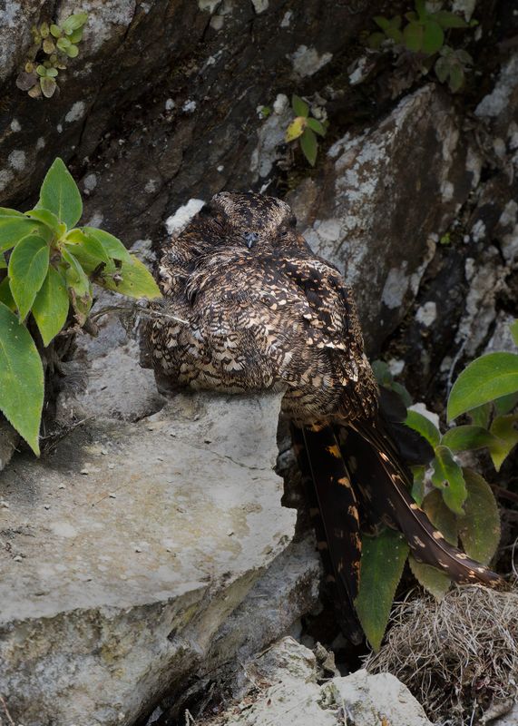 Lyre-tailed Nightjar.