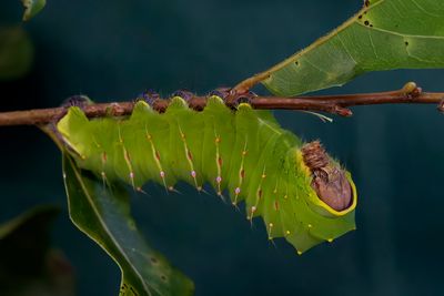 Polyphemus Caterpillar Moth