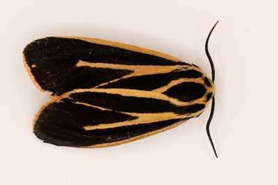 Banded Tiger Moth #8170