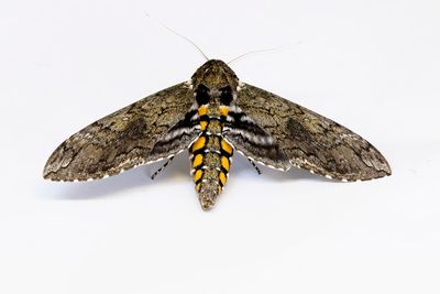 Carolina Sphinx Moth # 7555