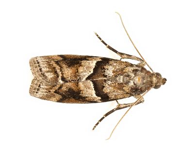 Blister Coneworm Moth # 5863.1