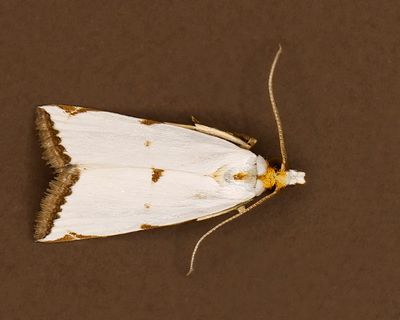 Milky Argyria Moth #5463