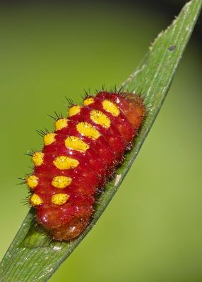 Atala caterpillar