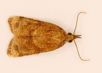 One of the Platynota moths
