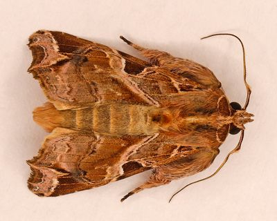 Florida Fern Moth #9630