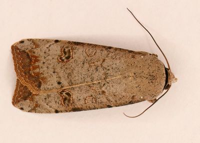 Green Cutworm moth #10911