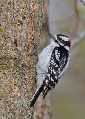 Male Downy Woodpecke