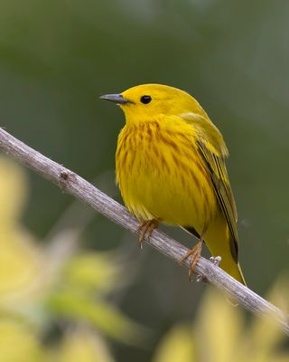 Yellow Warble
