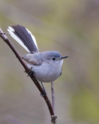 Blue-gray Gnatcatcher