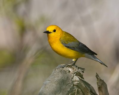 Prothonontary Warbler