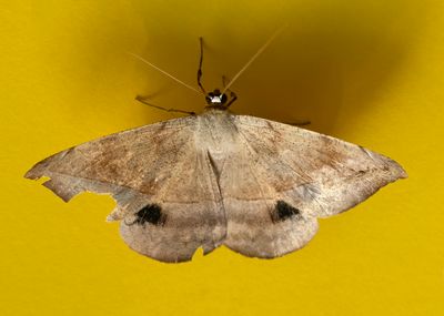 Spurge Spanworm Moth #6967