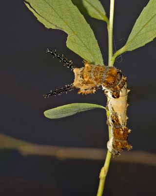 Viceroy Butterfly Caterpillar