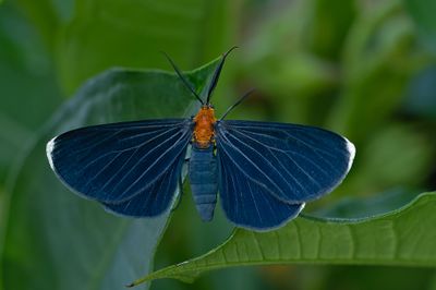 White-tipped Black Moth # 6616