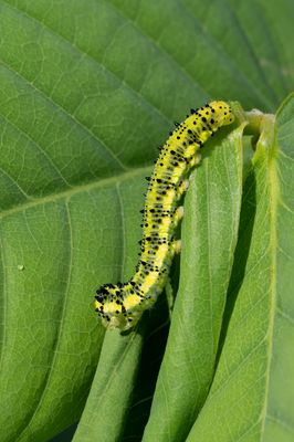 Orange-barred Sulphur catterpillar