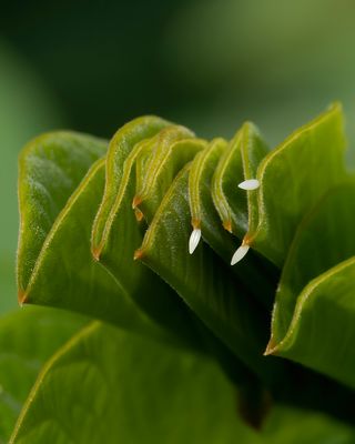 Orange-barred Sulphur eggs.