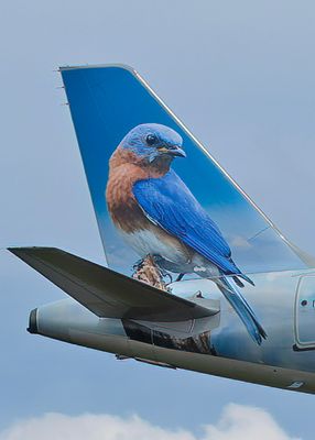 Betty the Bluebird 