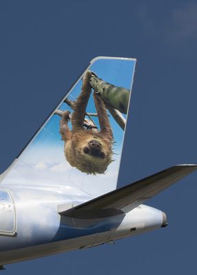 Tico the TWO-TOED SLOTH N620 FR