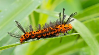 Oleander Caterpillar #8284 Syntomeida epilais.jpg
