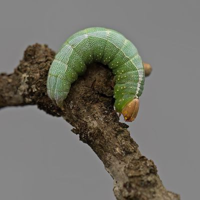 Heterocampa astarte #7977 caterpillar