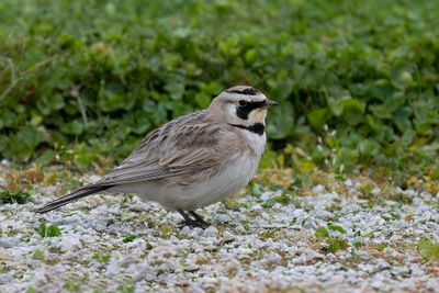 Horned Lark