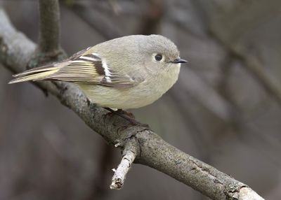 Ruby-crowned Kinglet