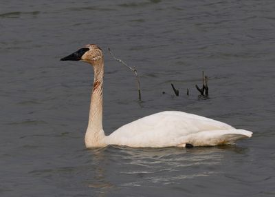 Trunda Swan