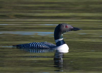 Common Loon 