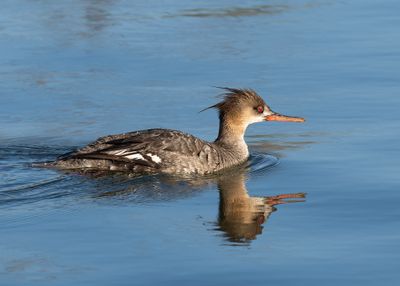 juvenile male Red-breasted Merganser