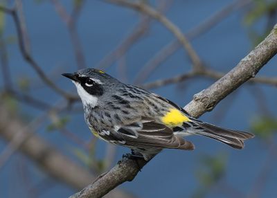 Yellow-rumped Warbler