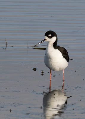Black-necked Stilt