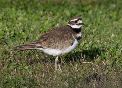 Killdeer