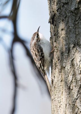 Brown Creeper