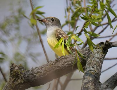 Great Creasted Flycatcher