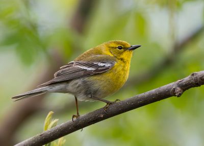 Pine Warbler.j