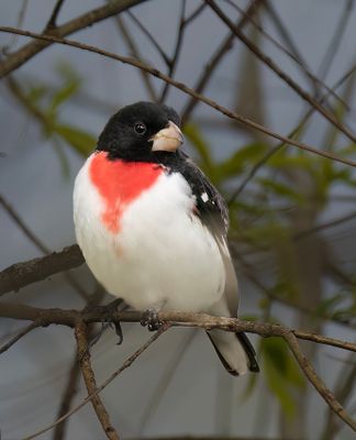 Rose-breasted Grosbeak.
