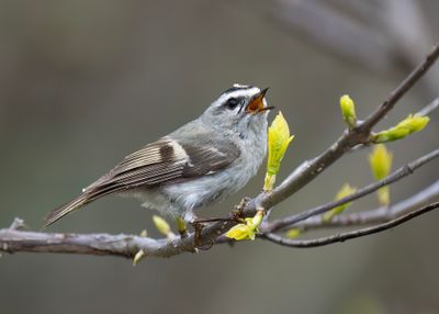 Golden-crowned Kinglet