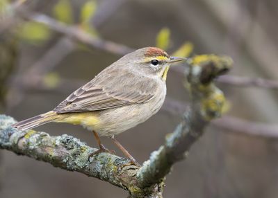 Palm Warbler