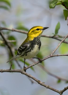 Black-throated Green Warbler