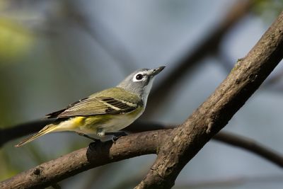 Blue-headed Vireo.