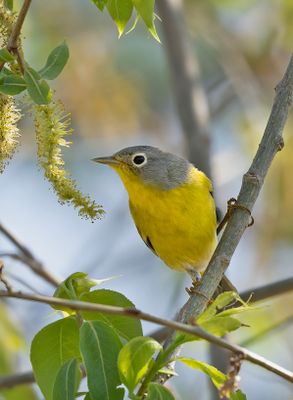 Nashville Warbler