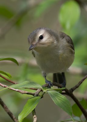 Warbling Vireo 