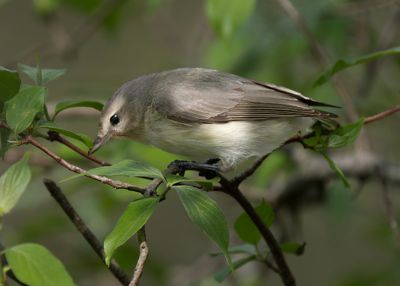 Warbling Vireo