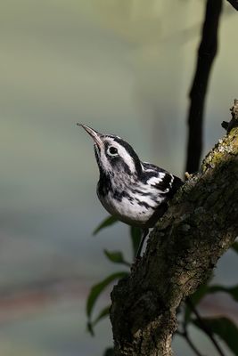 Black-and-White Warbler