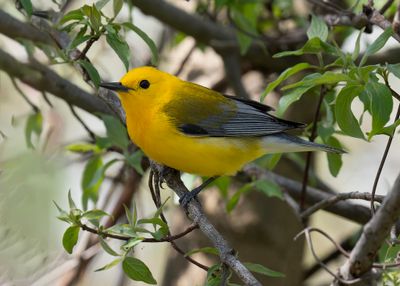 Prothonotary Warbler