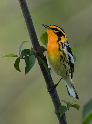 Blackburnian Warbler.