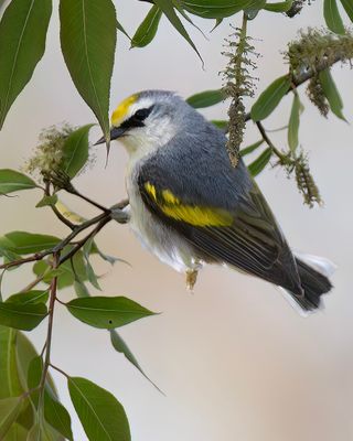 Brewster's Warbler